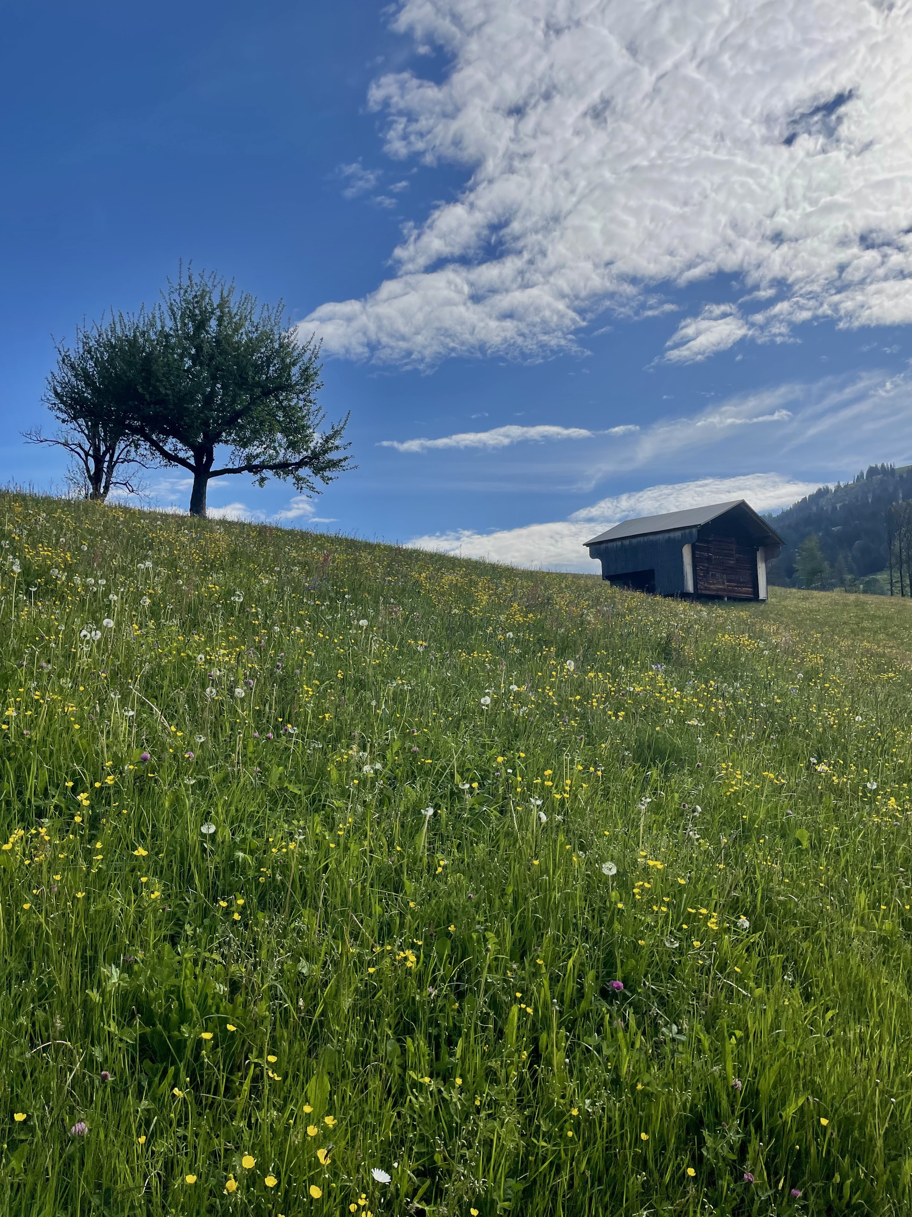 Alpine meadow above Rougemont